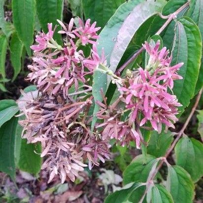 Lonicera tatarica Blomst