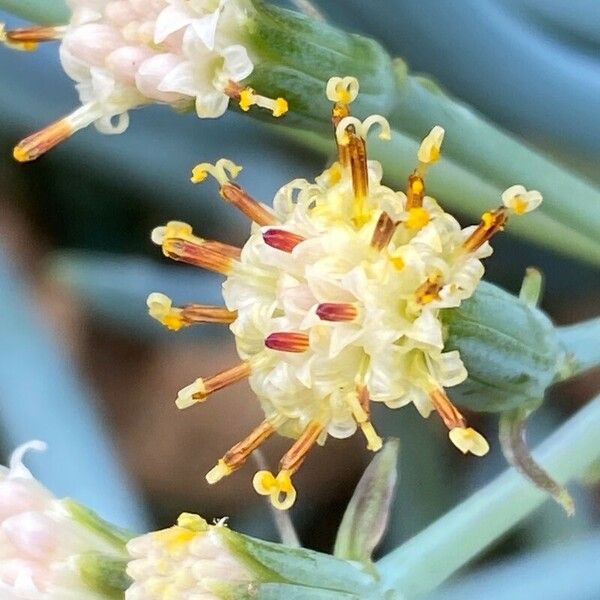 Curio talinoides Blüte