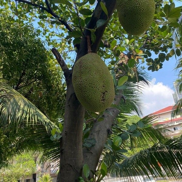 Artocarpus heterophyllus Fruit