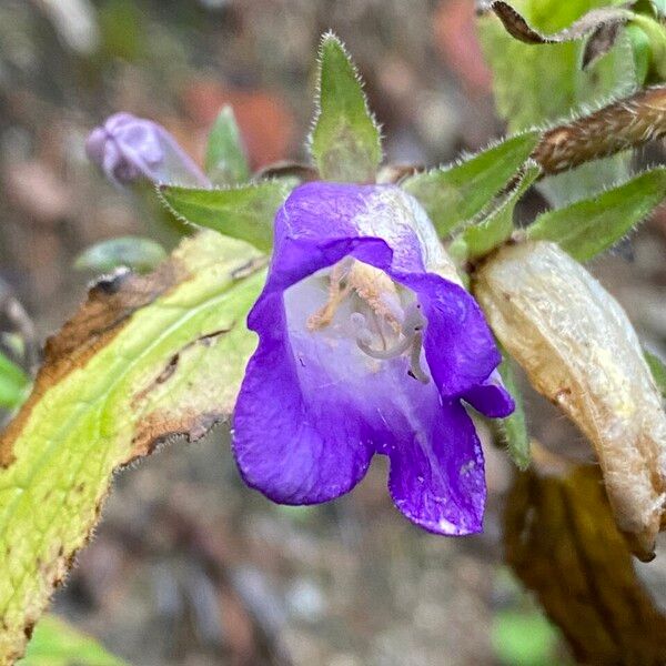 Campanula medium Flor