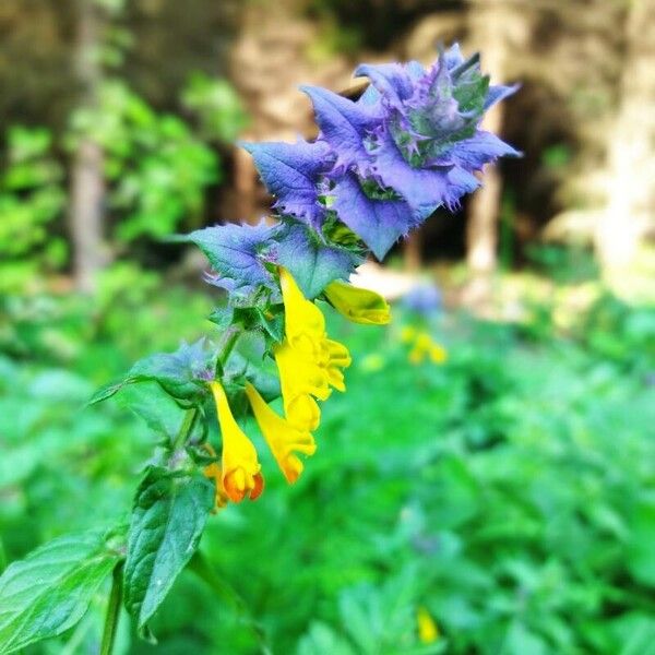 Melampyrum nemorosum Flower