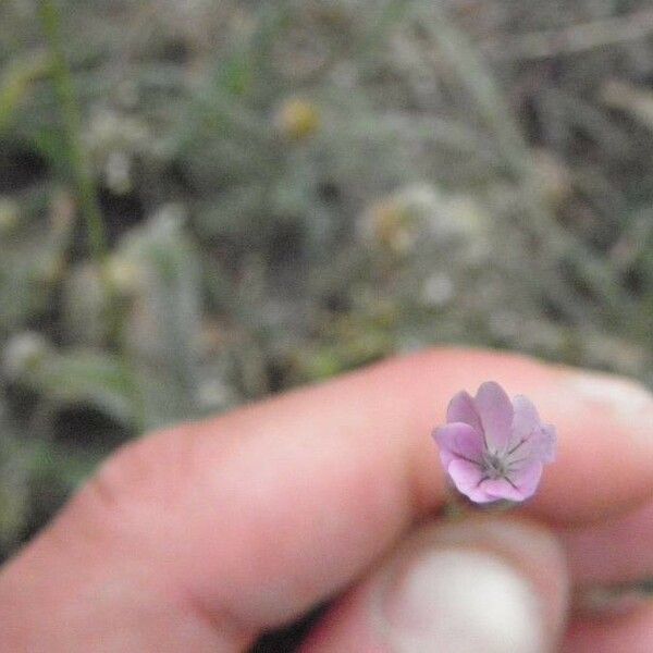 Petrorhagia prolifera Flower