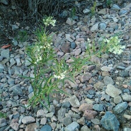 Gomphocarpus physocarpus Staniste