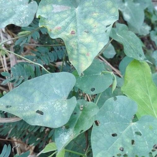 Ipomoea triloba Blad