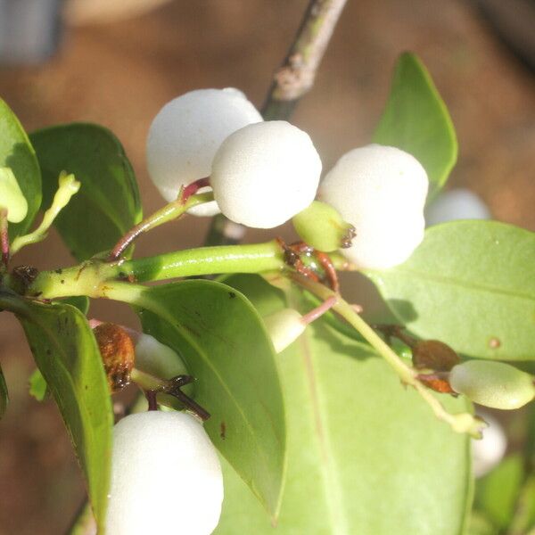 Chiococca alba Fruitua