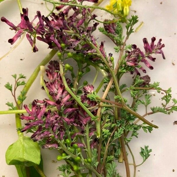 Fumaria officinalis ᱵᱟᱦᱟ