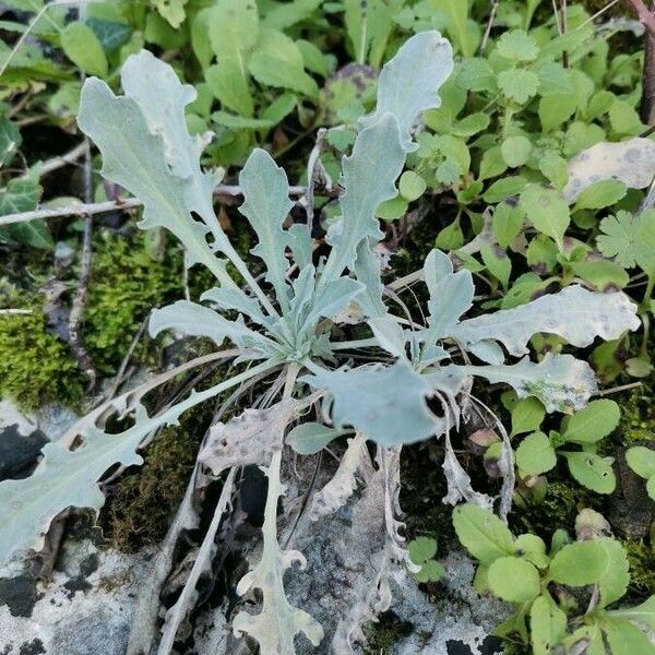 Andryala ragusina Feuille