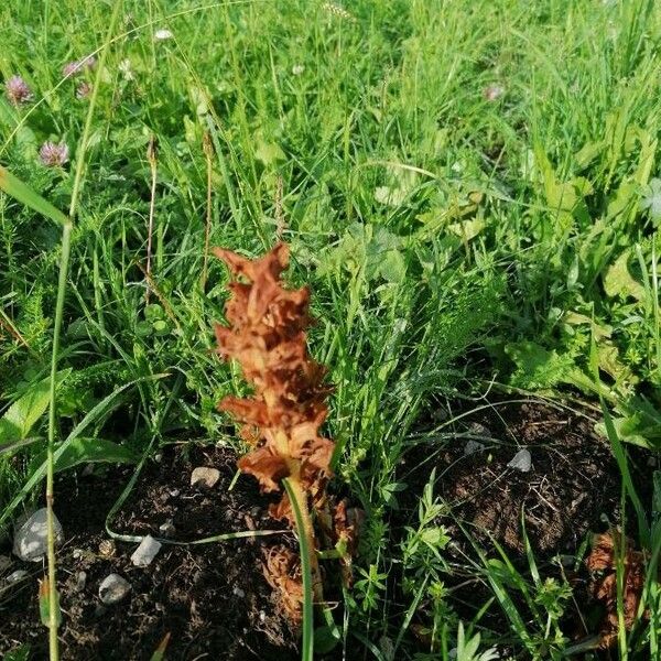 Orobanche elatior Flower