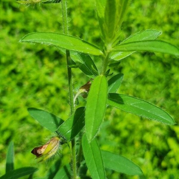 Crotalaria juncea Blatt