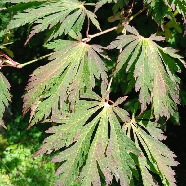 Acer palmatum Leaf