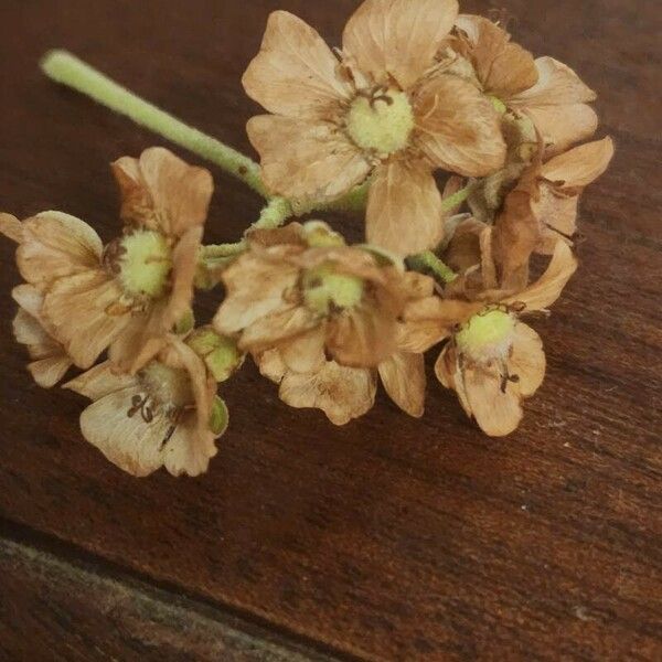 Dombeya rotundifolia Flower