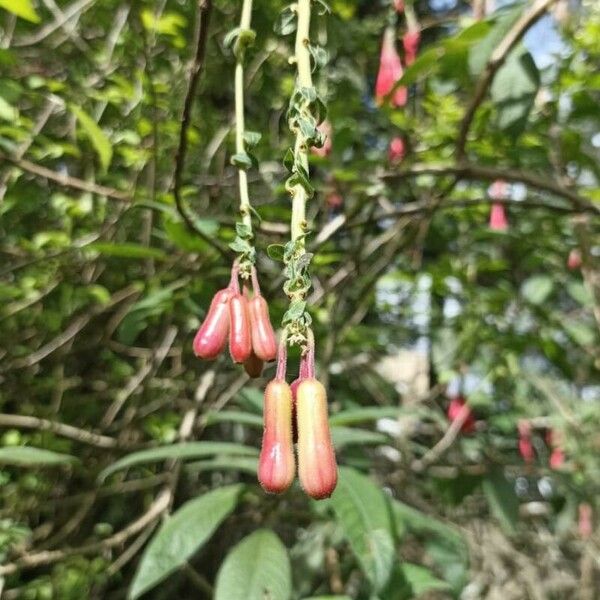 Fuchsia boliviana ഫലം
