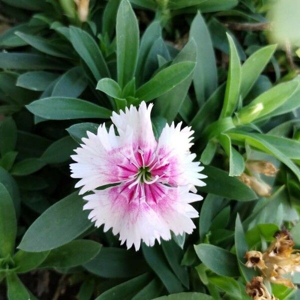 Dianthus chinensis 花