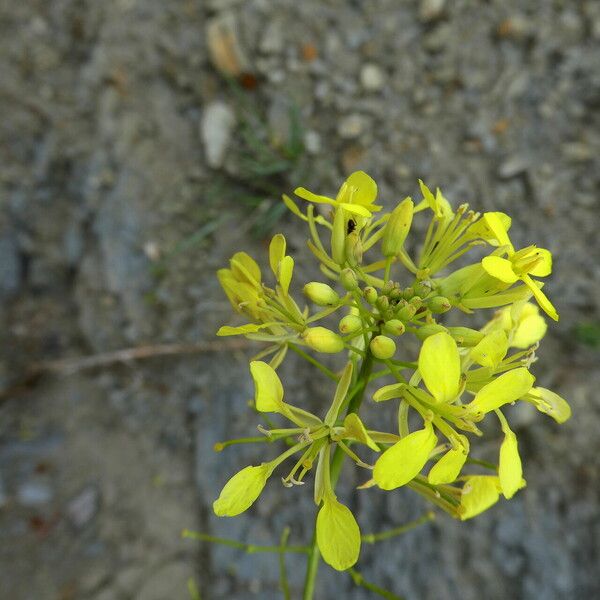 Erucastrum nasturtiifolium Kwiat