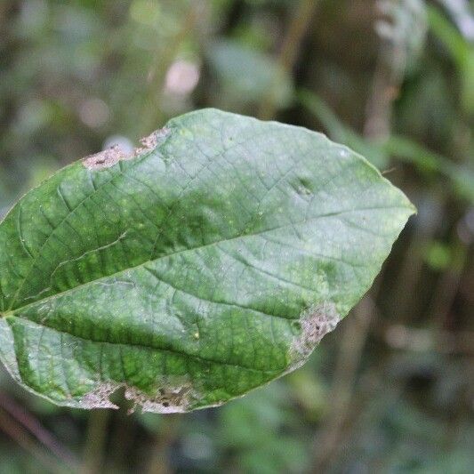 Ficus mauritiana Foglia