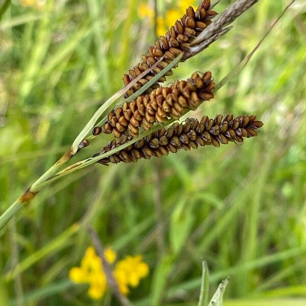 Carex flacca 花