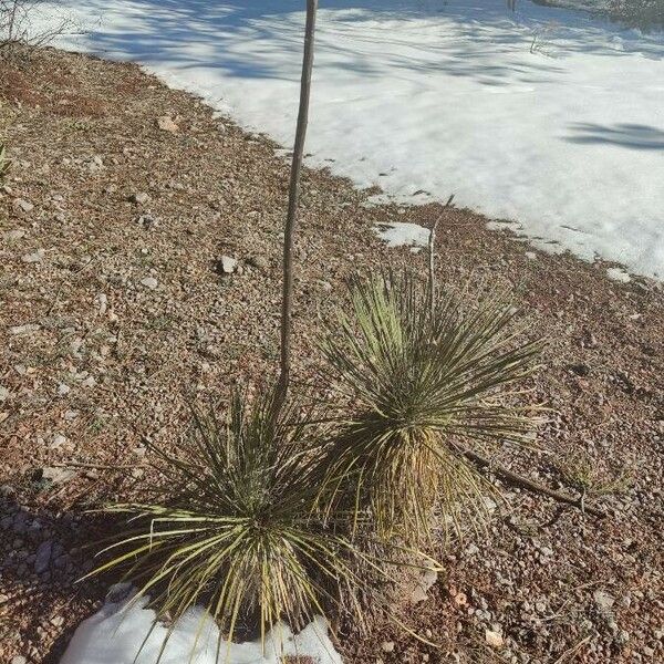 Yucca angustissima Staniste