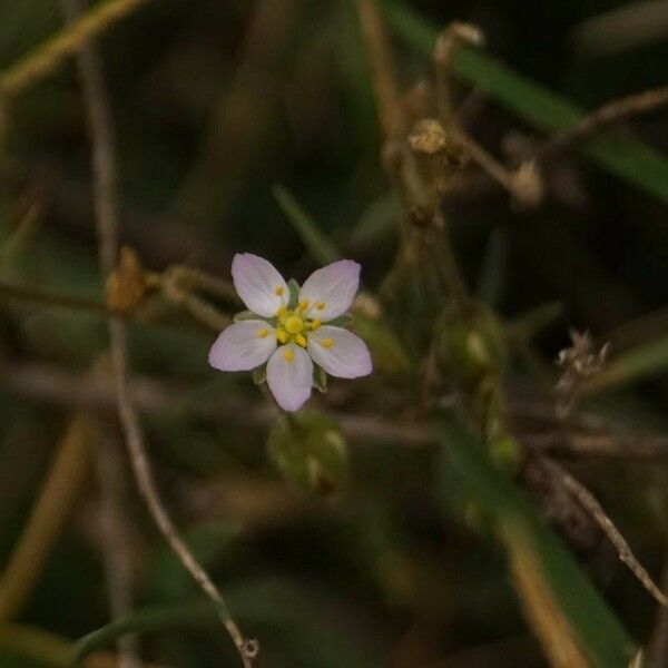 Spergularia media Flower