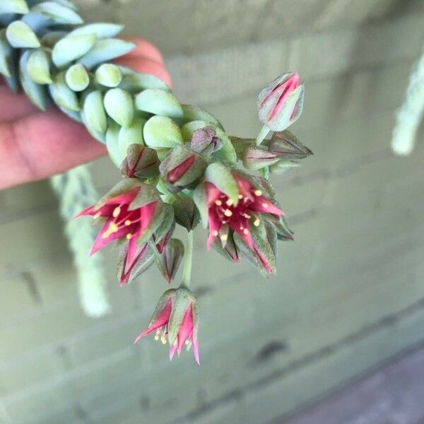 Sedum morganianum Kukka