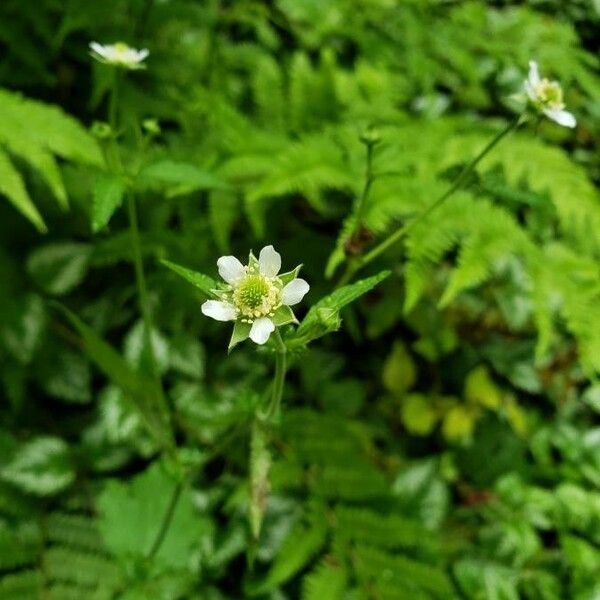 Geum canadense Кветка