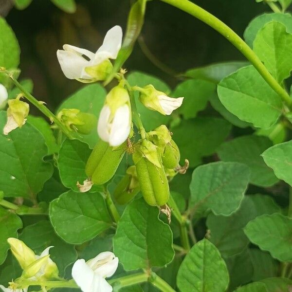 Crotalaria verrucosa Kvet