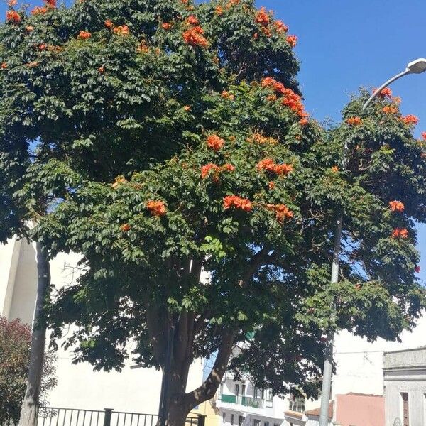 Spathodea campanulata Flor