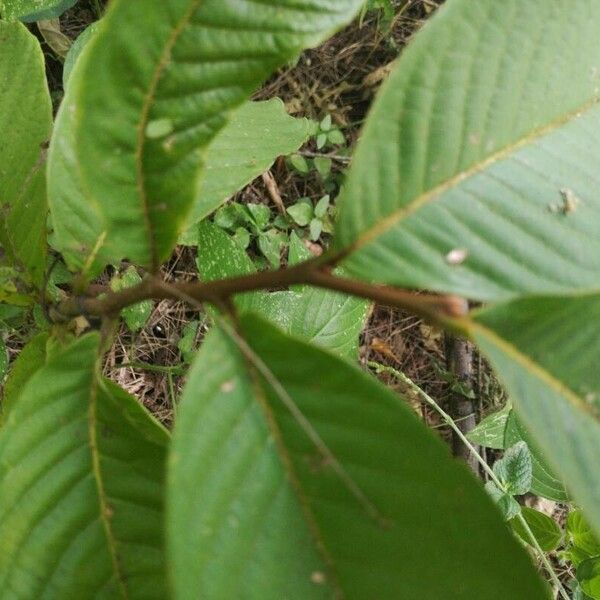 Annona purpurea Feuille