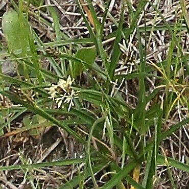 Carex halleriana Flor