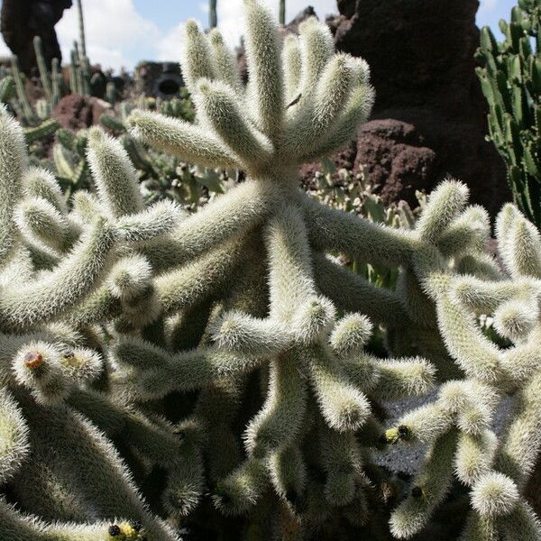 Cylindropuntia bigelovii عادت