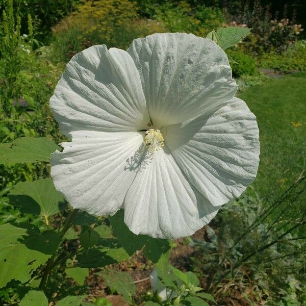 Hibiscus moscheutos Цветок