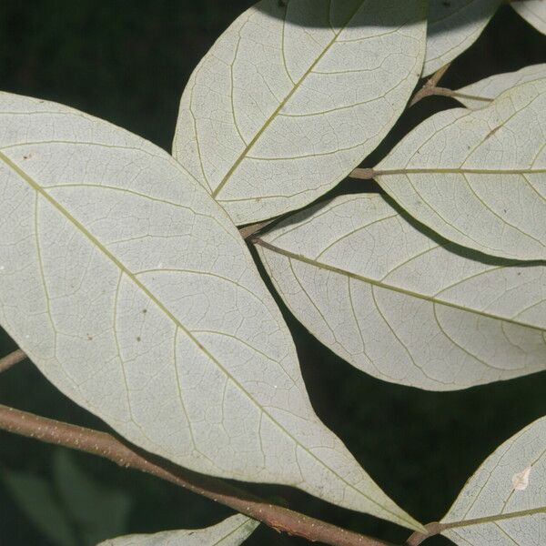 Licania hypoleuca Leaf