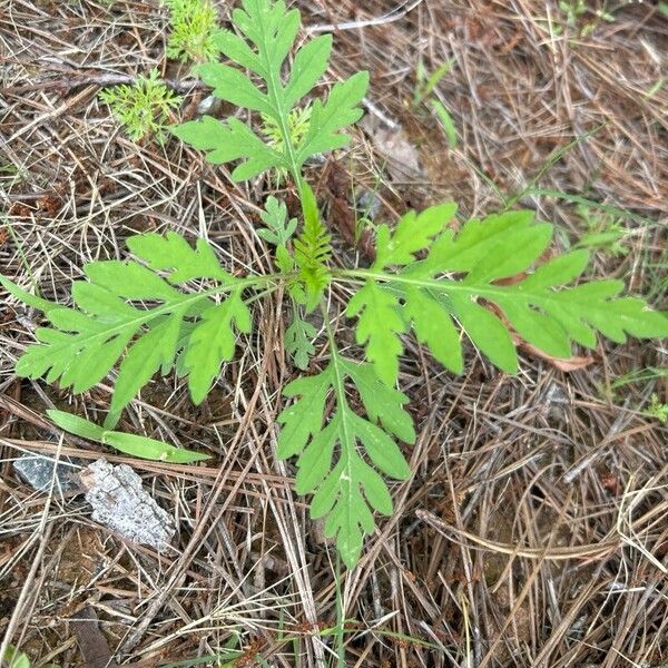 Ambrosia artemisiifolia Deilen