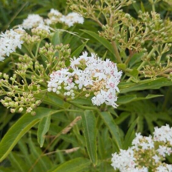 Sambucus ebulus Blüte