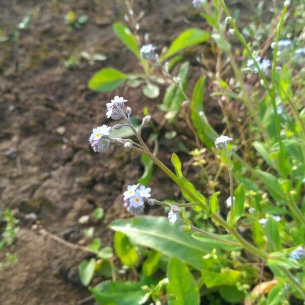 Myosotis arvensis Flower