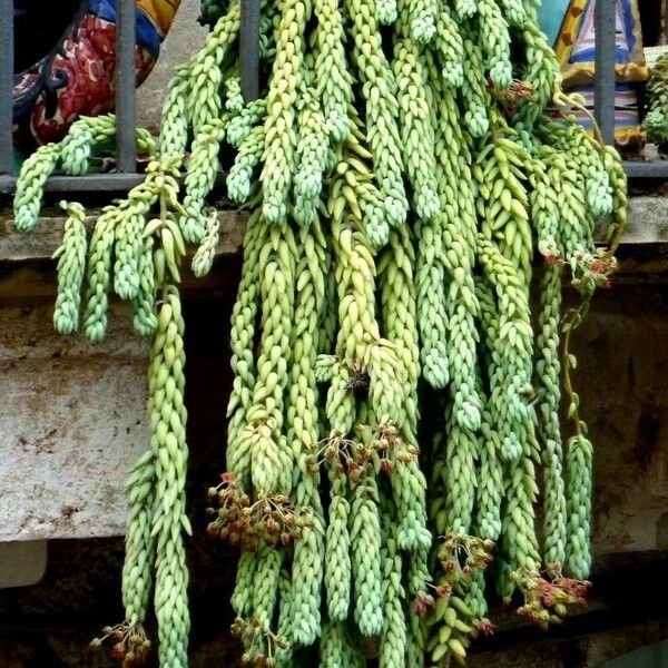 Sedum morganianum Blad