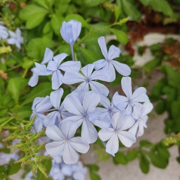 Plumbago auriculata Flower