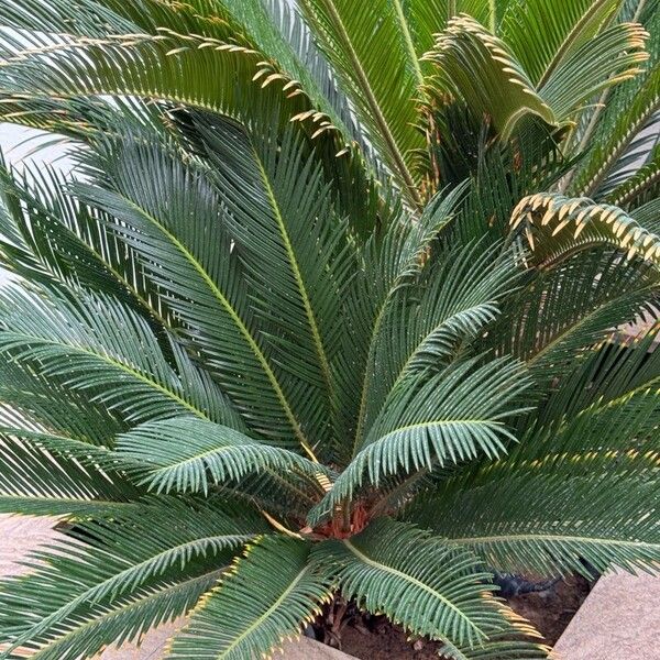 Cycas revoluta Hoja