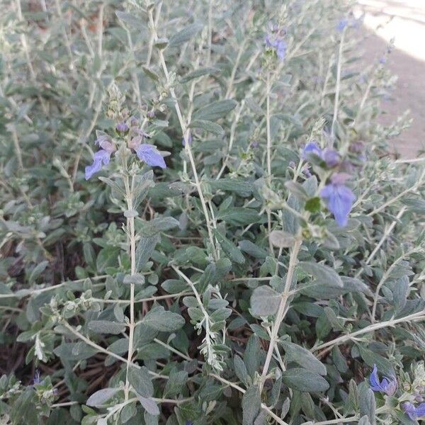 Teucrium fruticans 葉