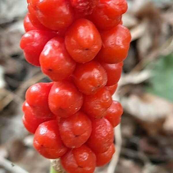 Arum italicum Frukt