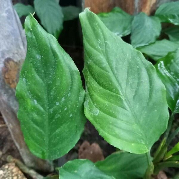 Aglaonema crispum Leaf
