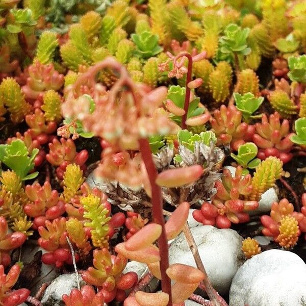 Sedum album Staniste