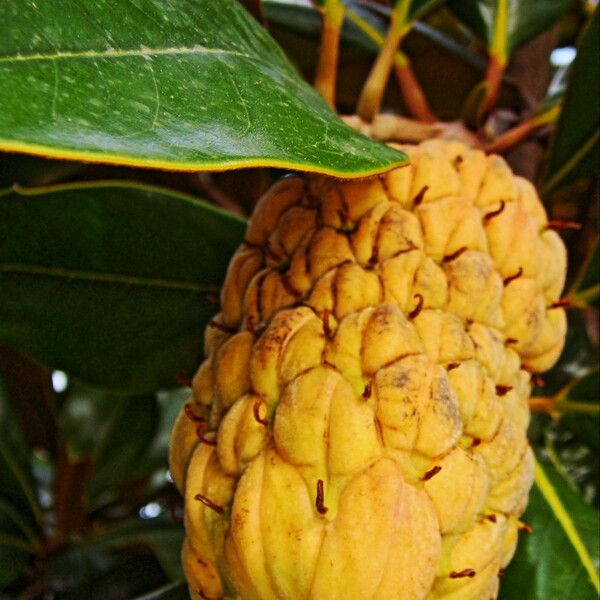 Magnolia grandiflora Owoc