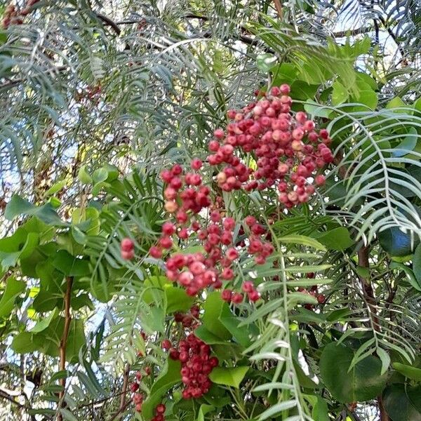 Schinus molle Fruit