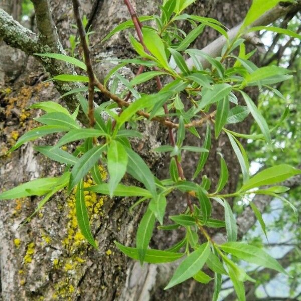 Salix pentandra পাতা