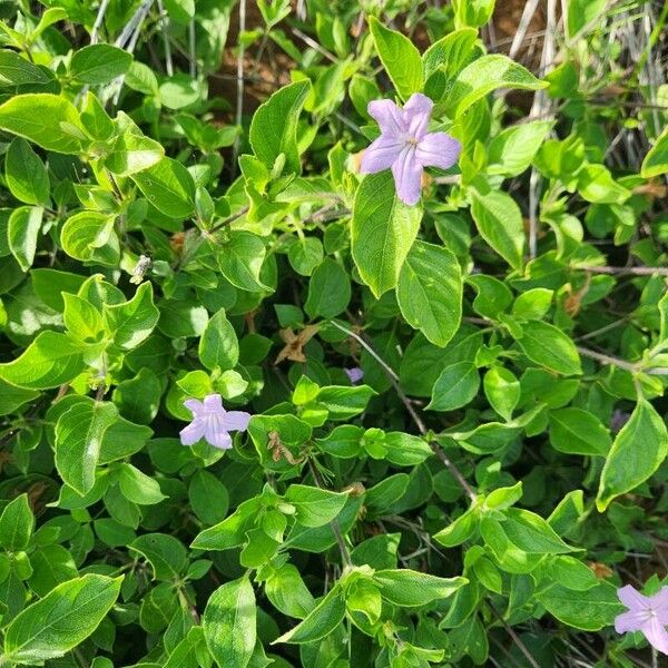 Ruellia prostrata Flor