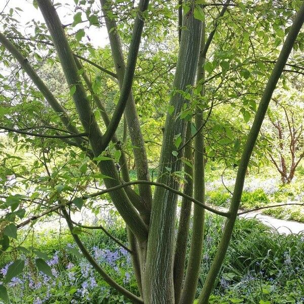 Acer davidii Habitus