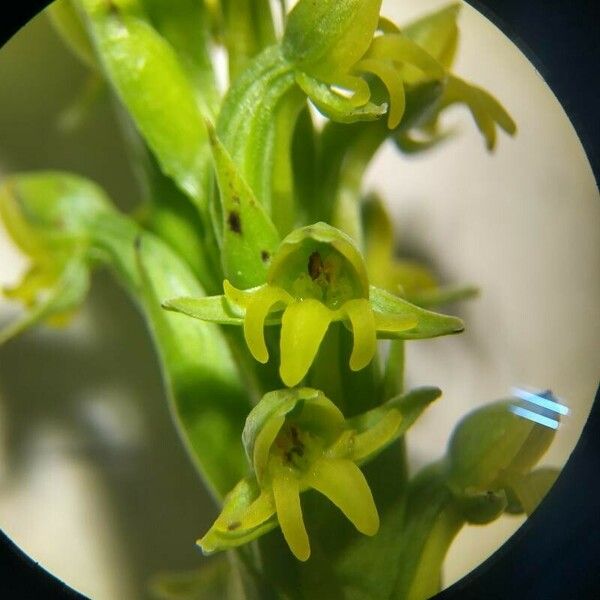 Platanthera aquilonis Cvet