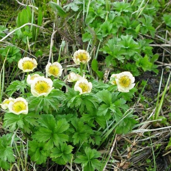 Trollius laxus 花