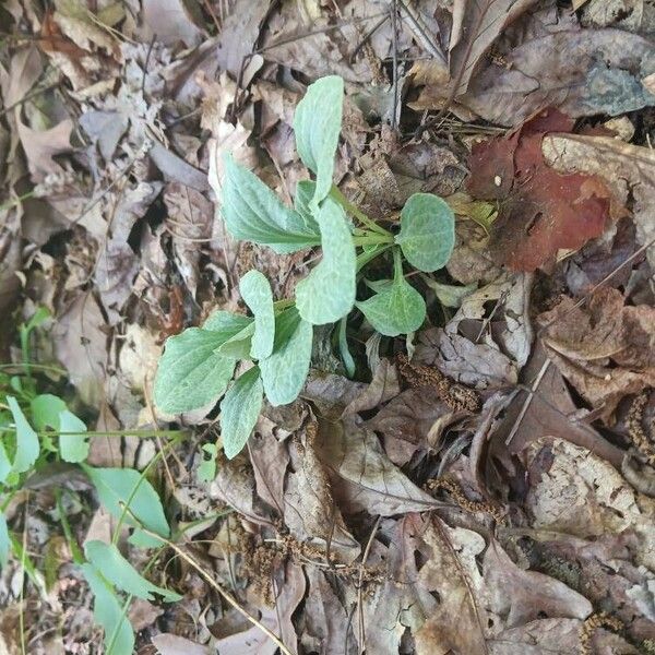 Antennaria plantaginifolia Leaf