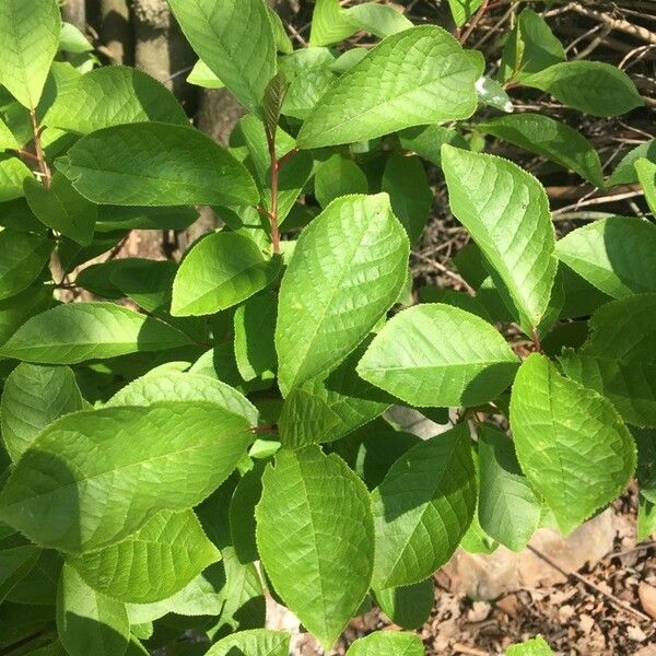 Prunus padus Leaf